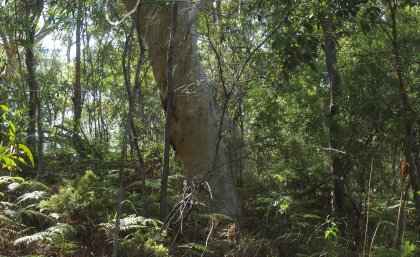 Woodland in the Cooloola dunes near Rainbow Beach. Image: Lui Weber